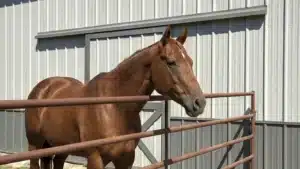 Horse in front of a steel barn with sliding door in Ottawa, Ontario